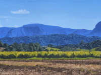 Cane-fields, Dulguigan, NSW